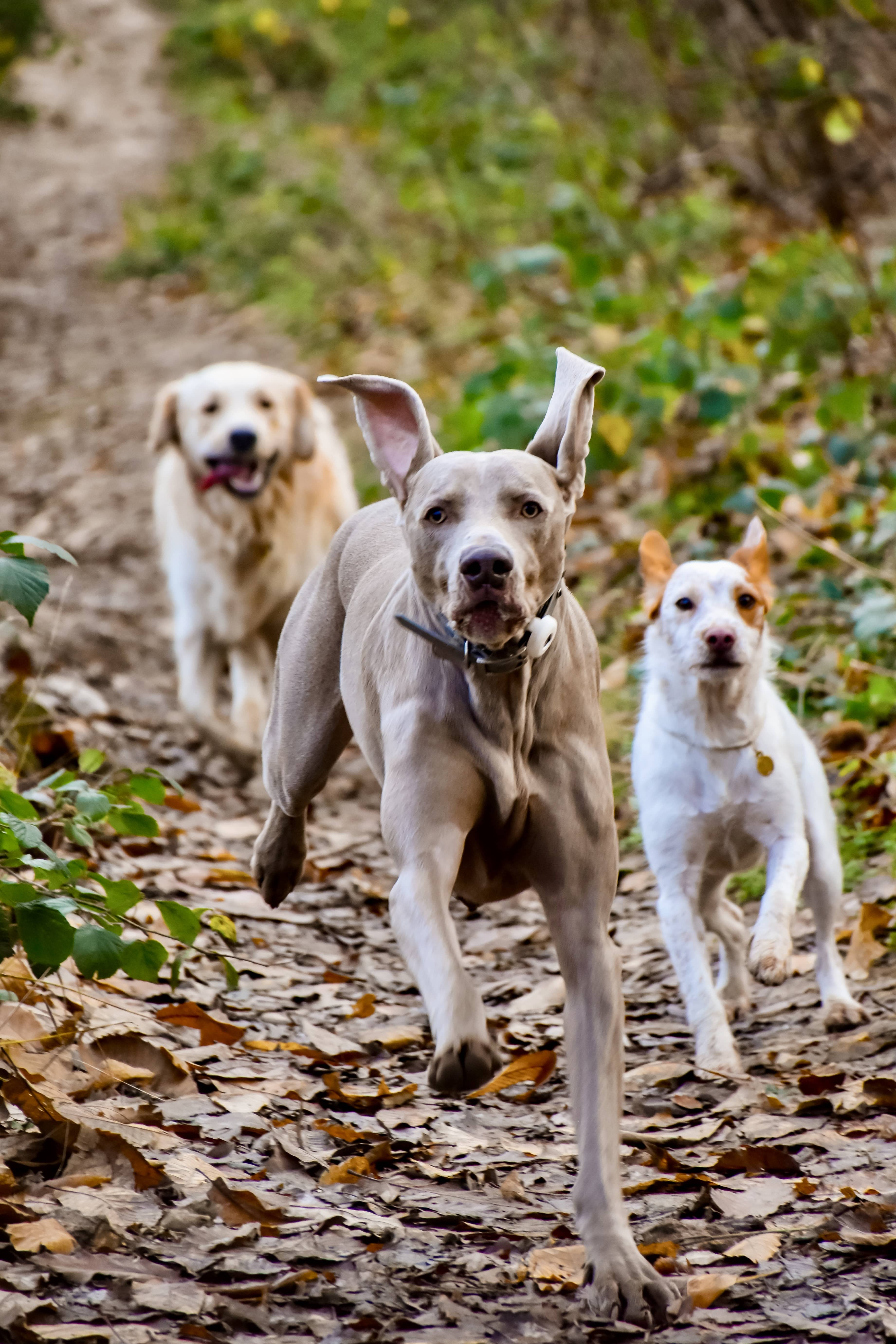 Chien libre et autonome grâce à l'éducation canine positive sans contrainte